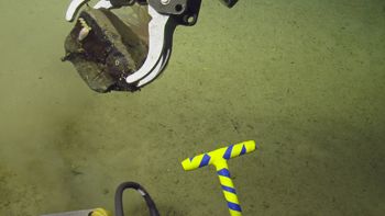 Media type: image;   Invertebrate Zoology 153117 Description: live specimen;